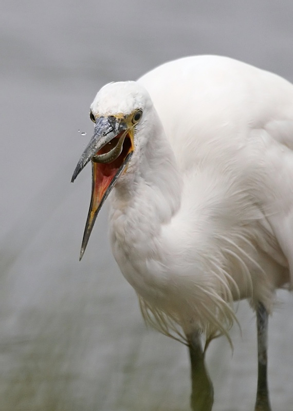 10 - Little Egret