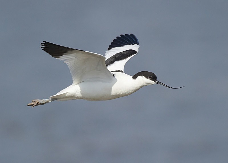 11 - Avocet