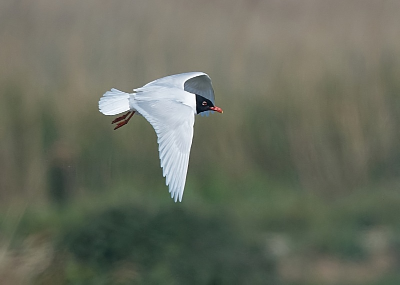 20 - Mediterranean Gull