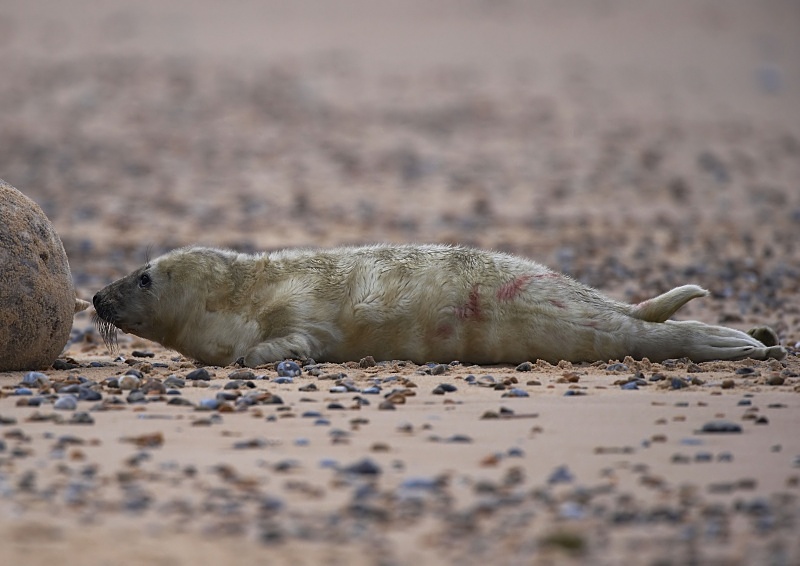 8 - Grey Seal