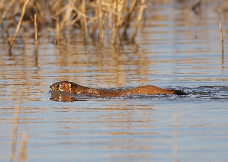 6 - Stoat