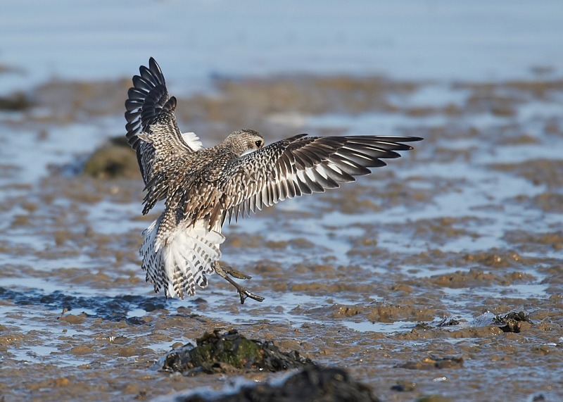 4 - Grey Plover