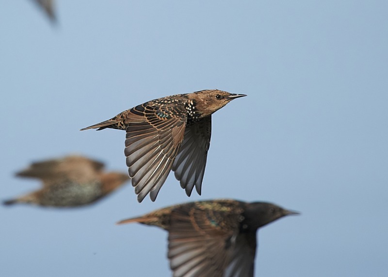 1 - Starling