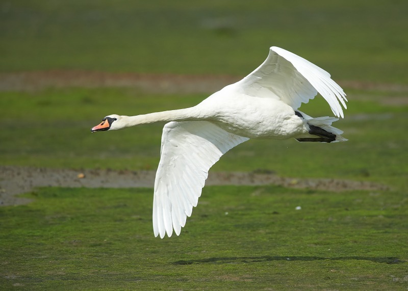 1 - Mute Swan
