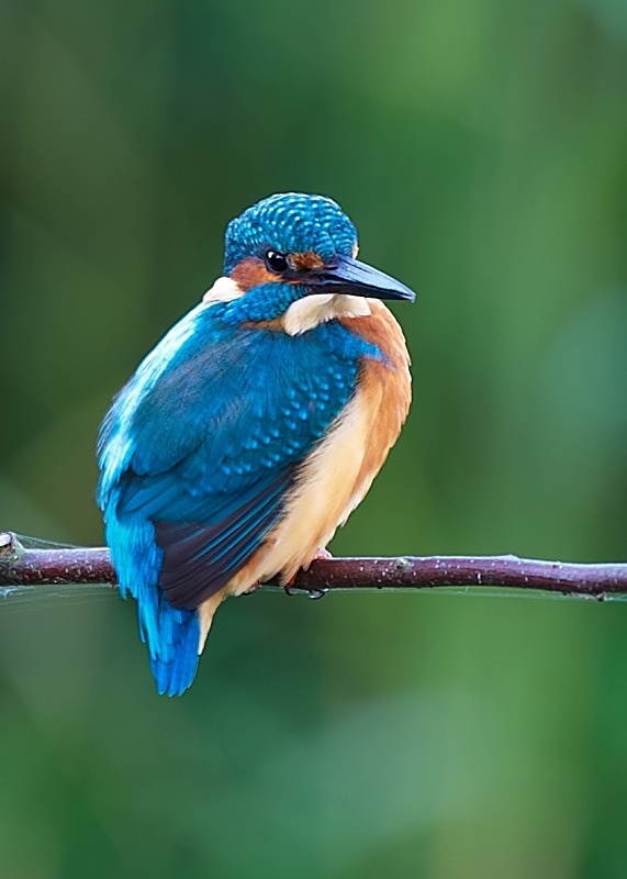 17 - Kingfisher
