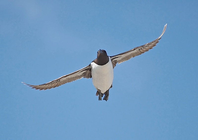 19 - Guillemot