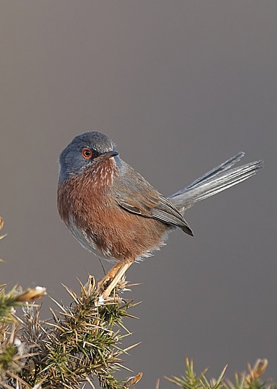 4 - Dartford Warbler