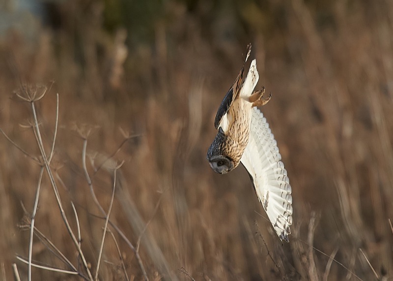 8 - Short-eared Owl