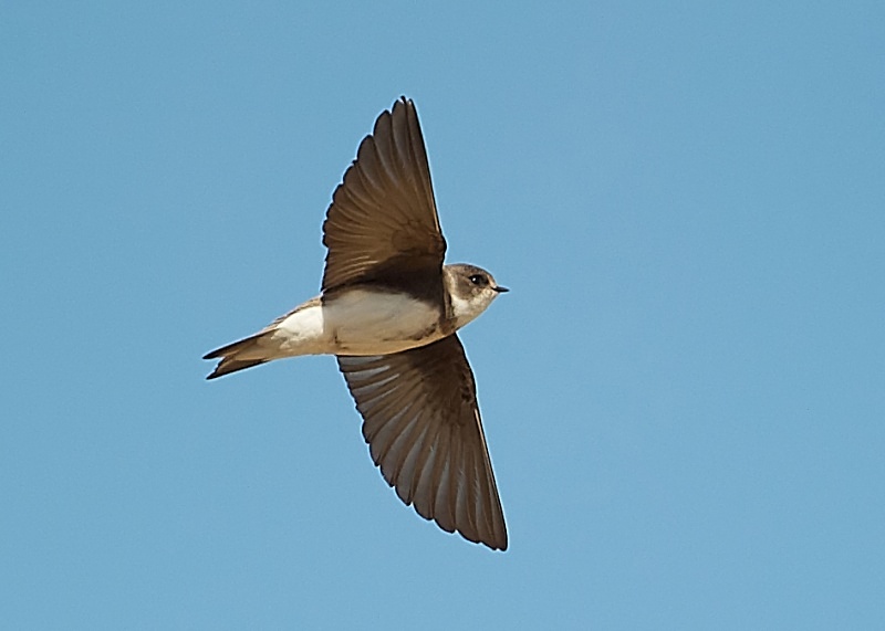 1 - Sand Martin