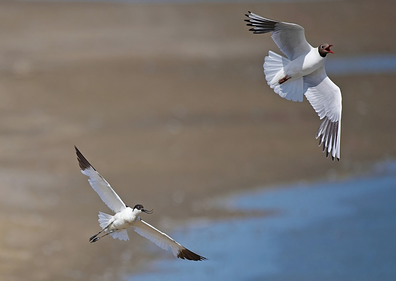 18 - Avocet