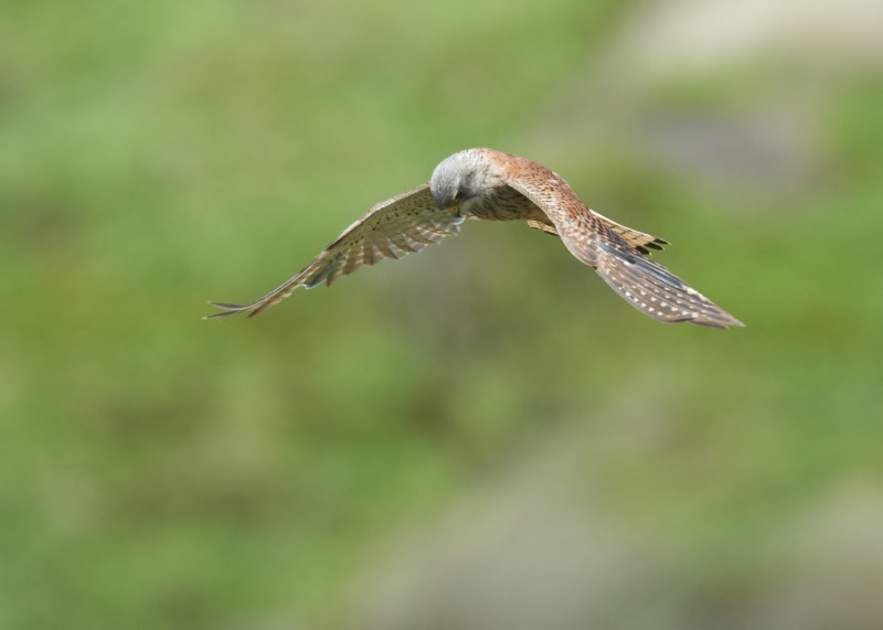 54 - Kestrel