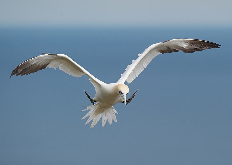 6 - Gannet