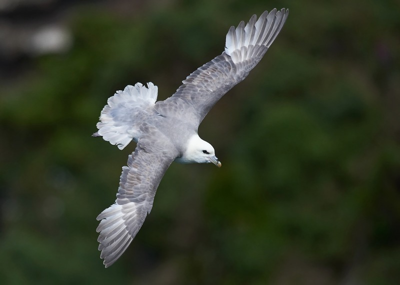 2 - Fulmar