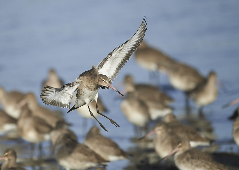 3 - Black-tailed Godwit