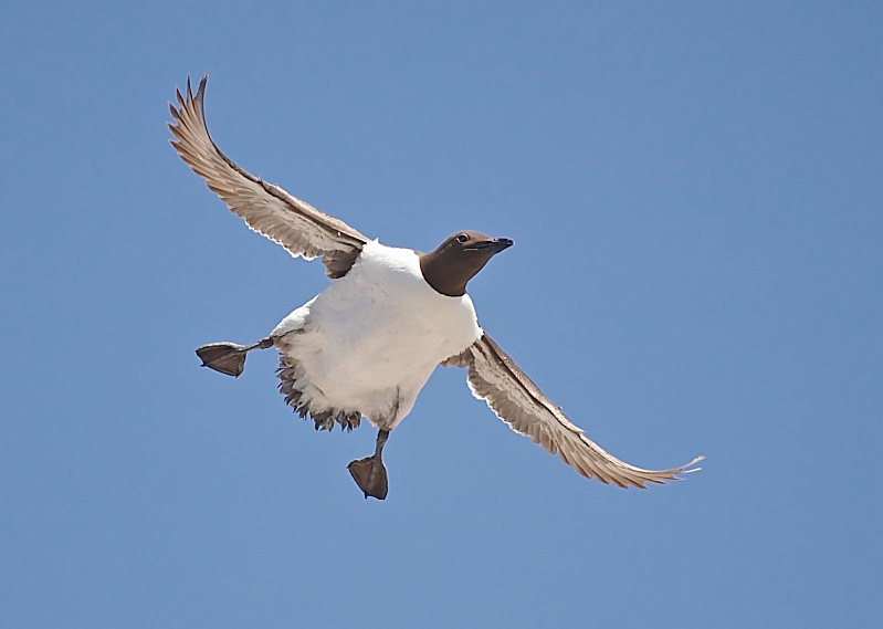 22 - Guillemot