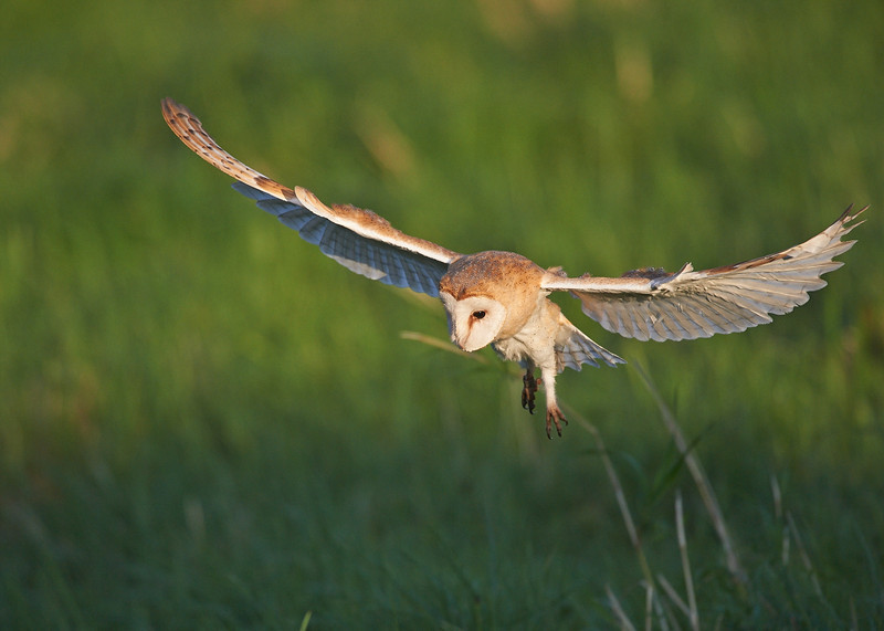 5 - Barn Owl
