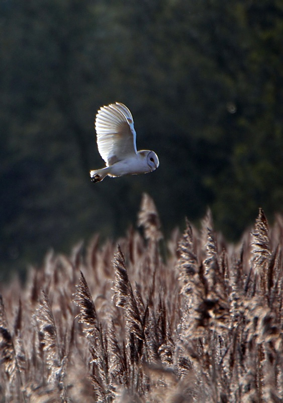 49 - Barn Owl