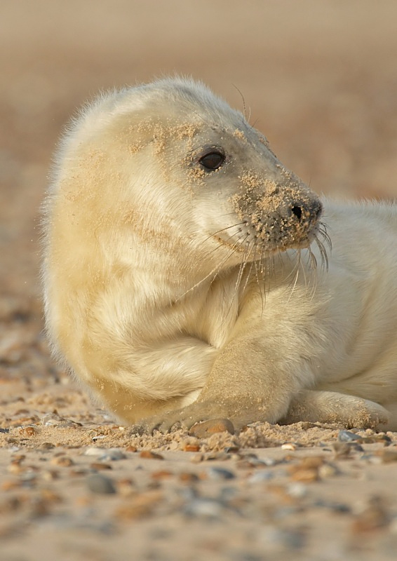 22 - Grey Seal