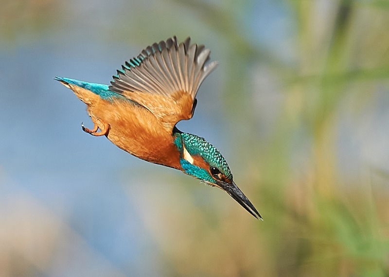 1 - Kingfisher