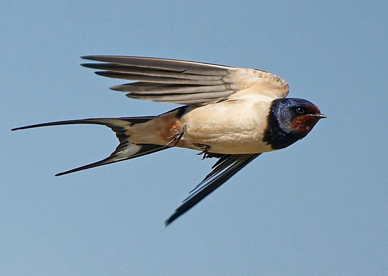 12 - Swallow