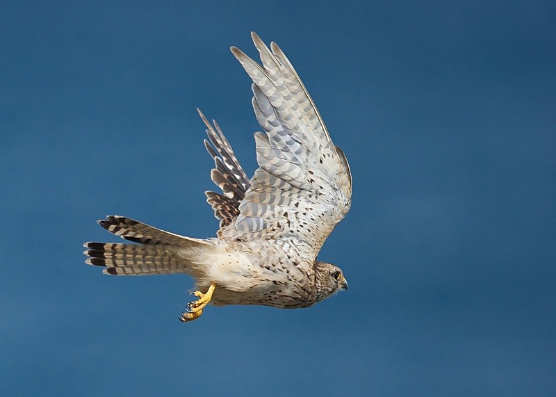 62 - Kestrel