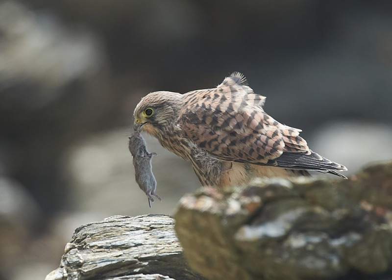 8 - Kestrel