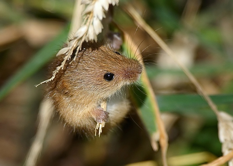 2 - Harvest Mouse