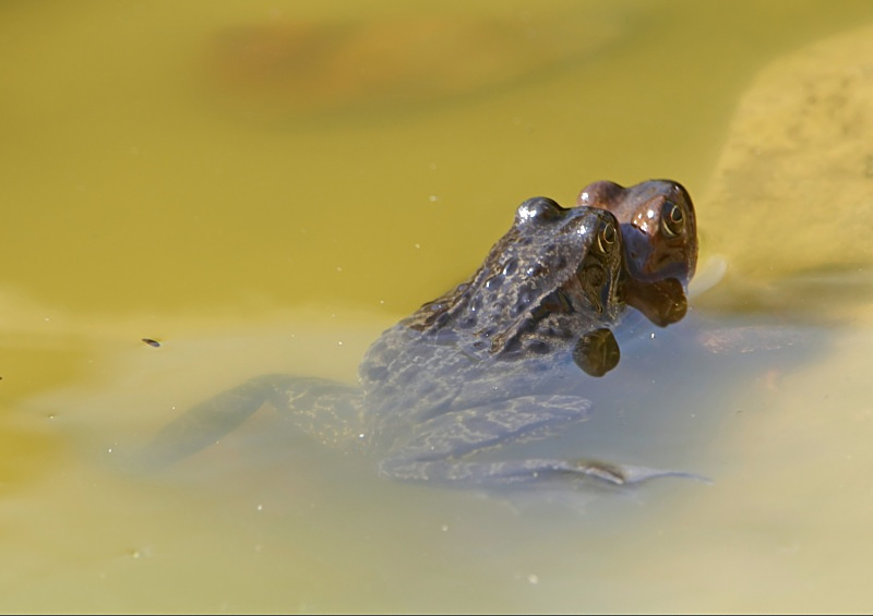 14 - Common Frog