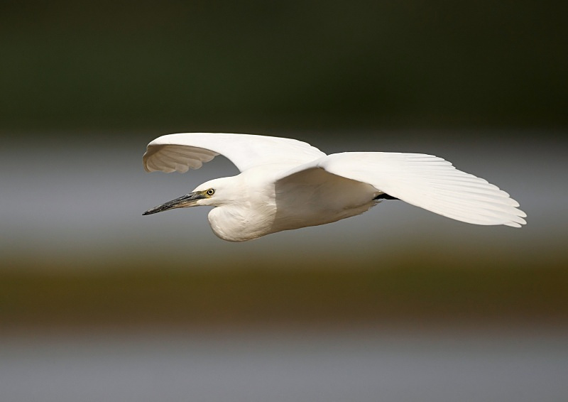 11 - Little Egret