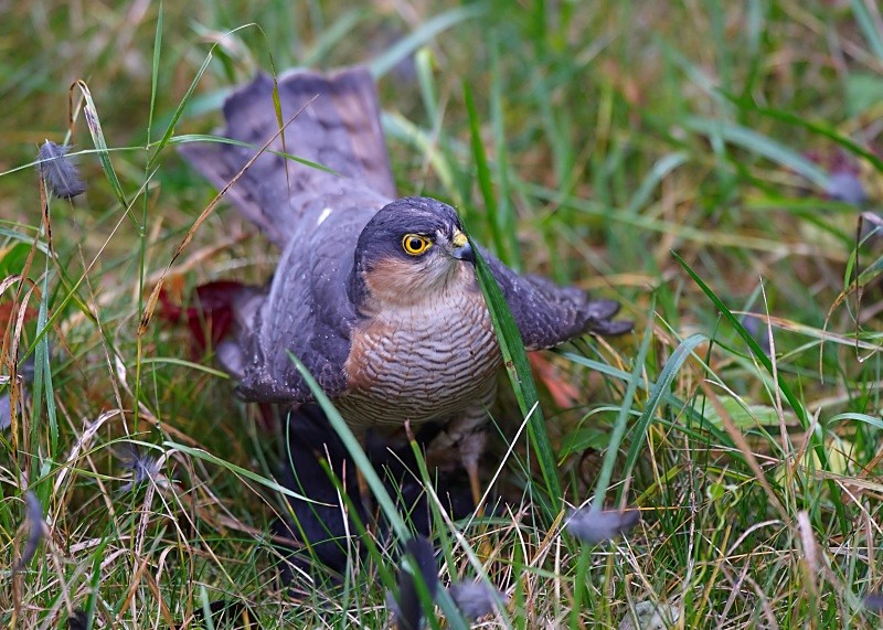 3 - Sparrowhawk