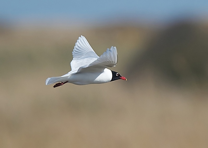15 - Mediterranean Gull