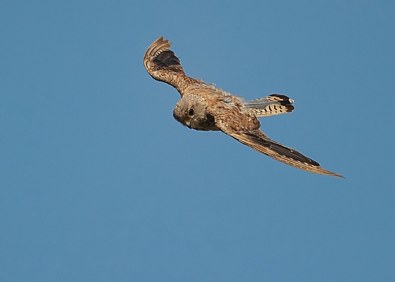 63 - Kestrel
