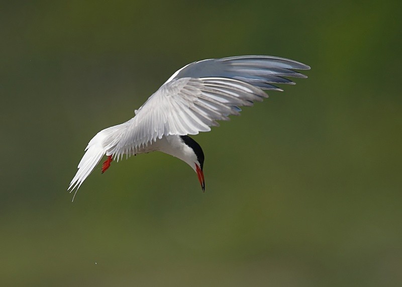 7 - Common Tern