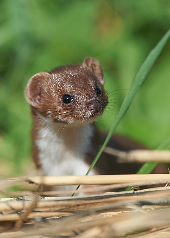 3 - Weasel