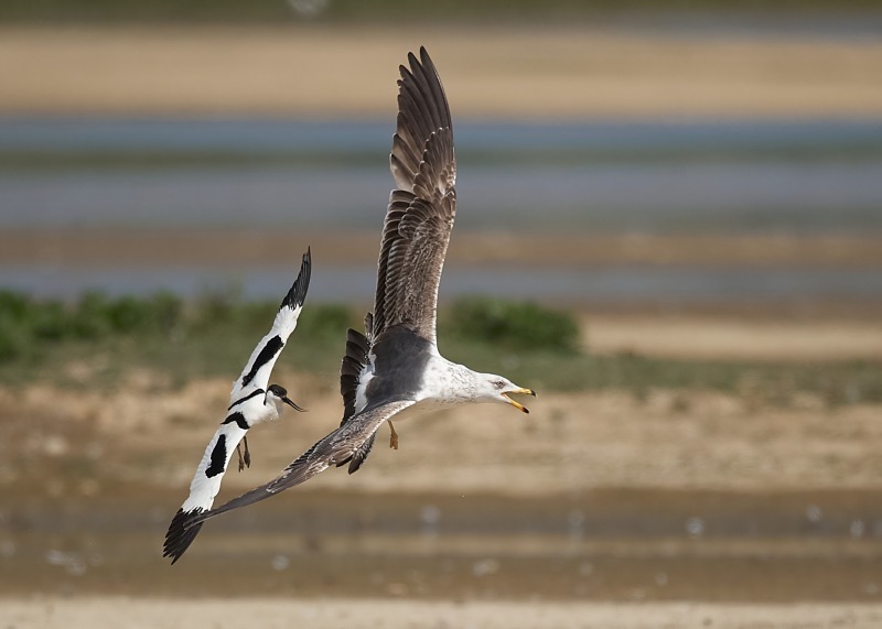 3 - Lesser Black-backed Gull