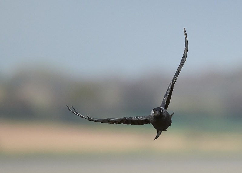2 - Jackdaw