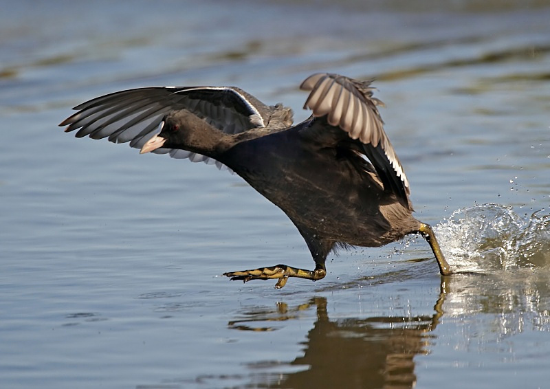 5 - Coot