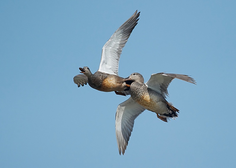 16 - Gadwall