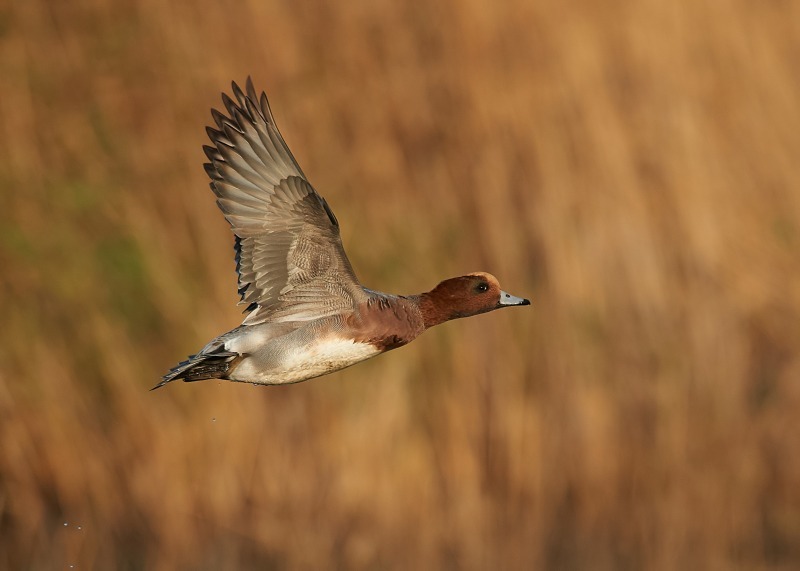 5 - Wigeon