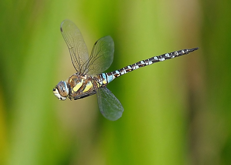 10 - Migrant Hawker Dragonfly