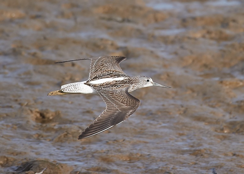 4 - Greenshank