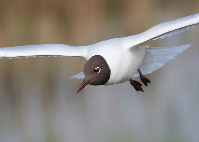 6 - Black-headed Gull