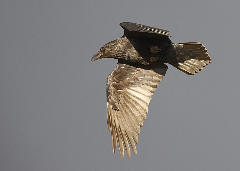 2 - Raven