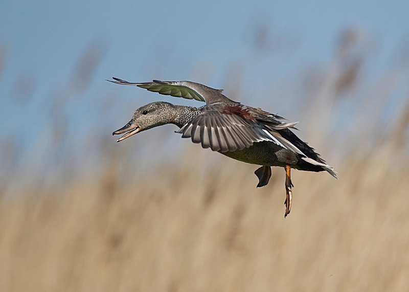 19 - Gadwall