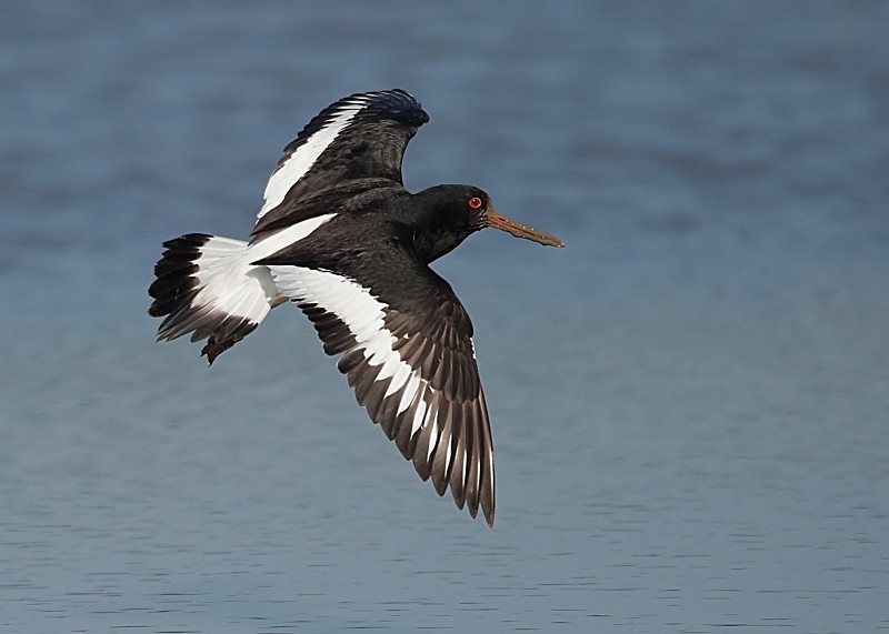 19 - Oystercatcher