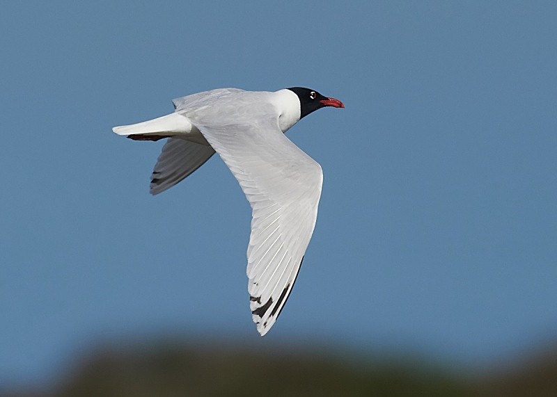2 - Mediterranean Gull