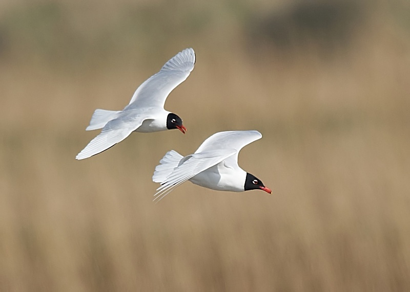 18 - Mediterranean Gull