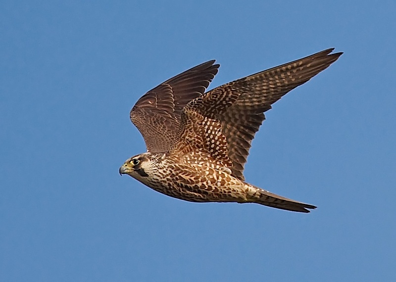 5 - Peregrine