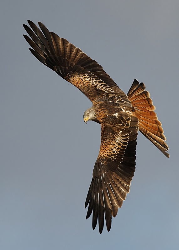 6 - Red Kite