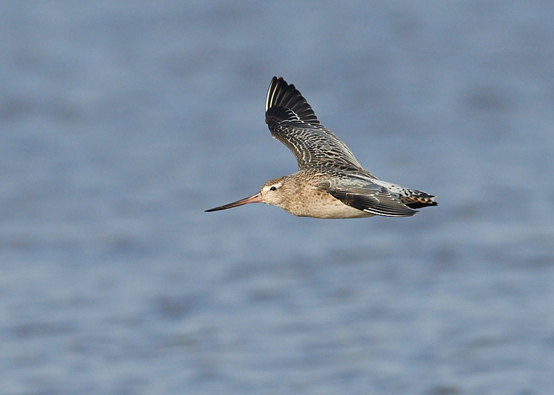 3 - Bar-tailed Godwit
